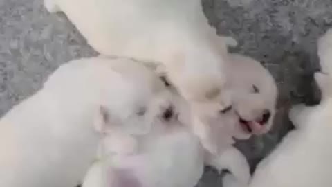 A bunch of newborn puppies snuggling together