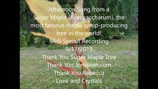 Afternoon Song From a Sugar Maple Seedling 9 17 2019