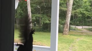 Squirrel climbs down screen door