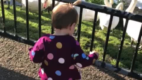Swans feeding on river by children’s