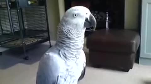 The parrot is angry : Don't touch me