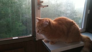 red cat looks at the rain