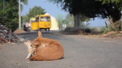 Dog love | Puppies | Mom's love | Satham Podadhey song | Tamil | Stray dogs| save dogs| Amma Love