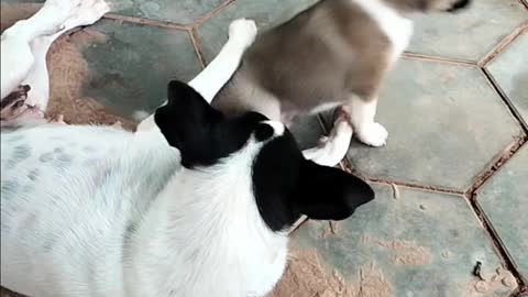 Mummy Play with A little puppy