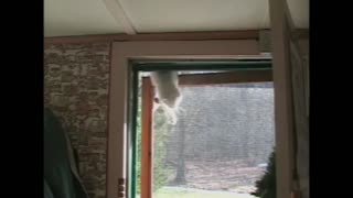 Kitten Climbs Screen Door And Squeezes Through To Get Inside