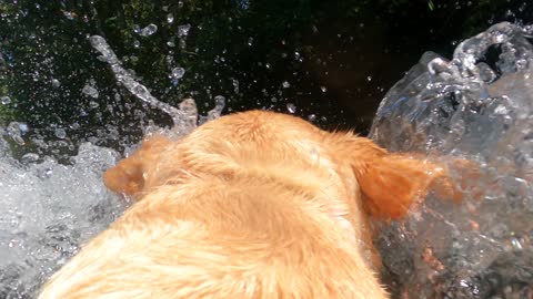Labrador Retriever live action swim!