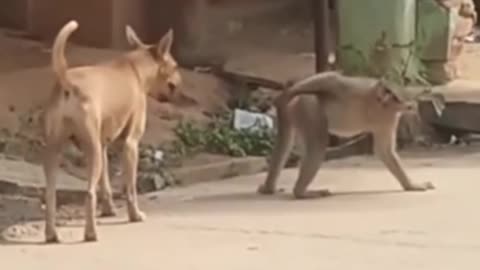 Most funniest animals reaction to strangers, dog,monkey