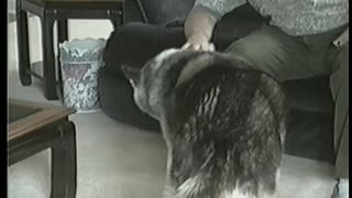 Husky Howls Along With Man On The Harmonica Playing The Blues