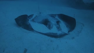 Sting Ray Standoff