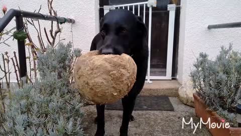"PERCY THE LABRADOR AND HIS FOOTBALL"