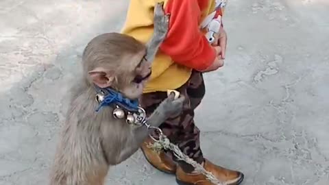 Monkey kissing Harman