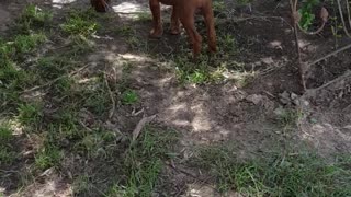 Rhodesian Ridgebacks Mister & Tickle: Roll, Stretch, Stalk ...