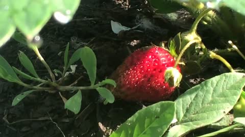 ➽ Macro photography of strawberries in our garden | The first strawberry this year