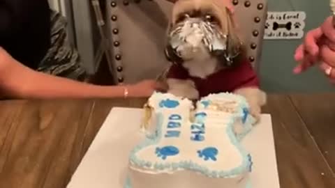 Dog happy birthday