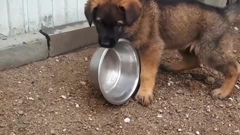 Puppy and a bowl.