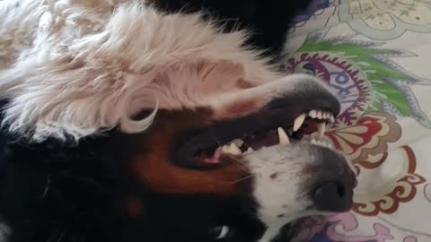 This Bernese Mountain Dog shows how to start a Friday with a smile