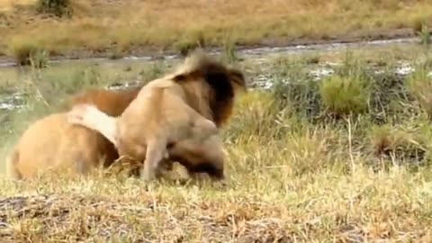Lion vs tiger Real fight amazing video #lionfight