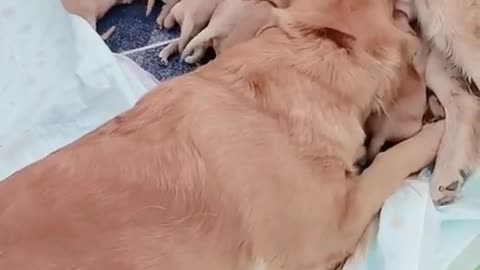 Feeding baby dog is not easy