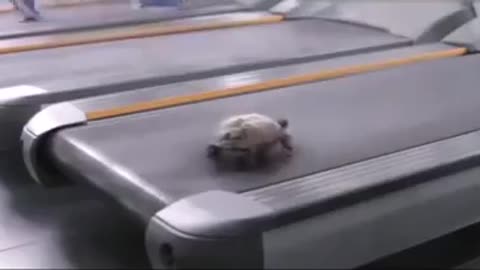 Amazing turtle running