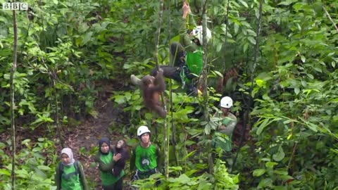 CUTE Orphan Orangutans Learn How To Climb | Primates | BBC Earth