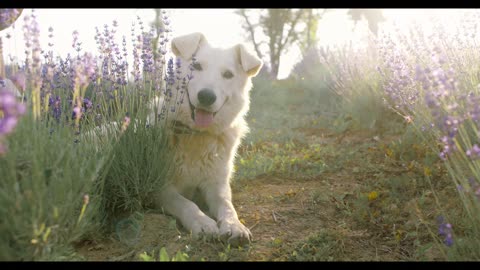 Very Beautiful Dog Video.