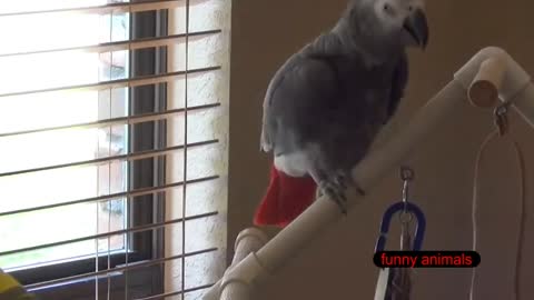 The SMARTEST PARROT in the WORLD 🦜💬 ( the African Gray)