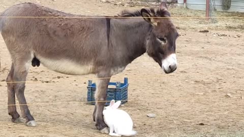 Donkey hangs out with his bestfreind bunny 😍