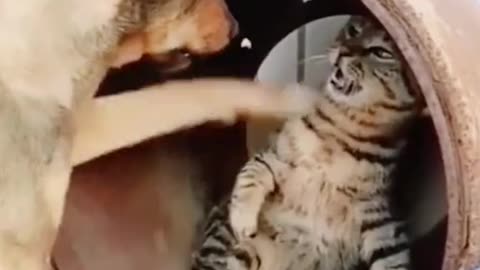 Funny video cute pets