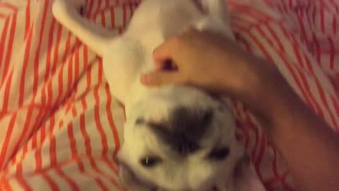 French Bulldog loves massages