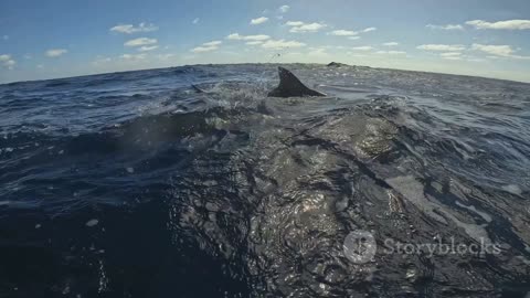 Sharks Unveiled: A Closer Look at the Ocean's Apex Predators