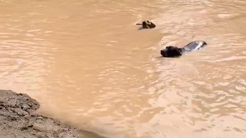 Synchronized Dog Diving