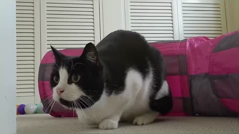 Cat Butt Wiggle Compilation Video