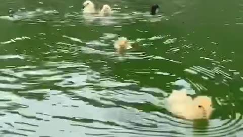 Swimming competition of the chicks. Chickens are good swimmers too, right?