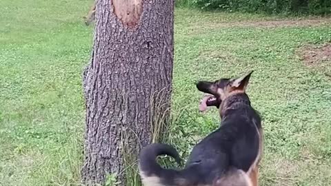 Funny dog trying to catch...