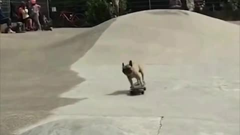 Skateboarding Dog