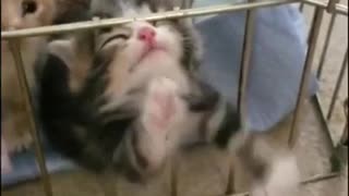 kitten stuck in a cage.