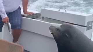 Sea Lion LEAPS onto Boat for Fish!