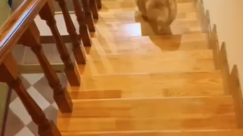 dog fell down on stairs 😩 #cuteanimals #funnyanimals