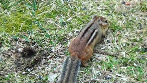 Chipmunk