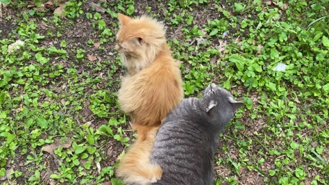 2 Cat Friends