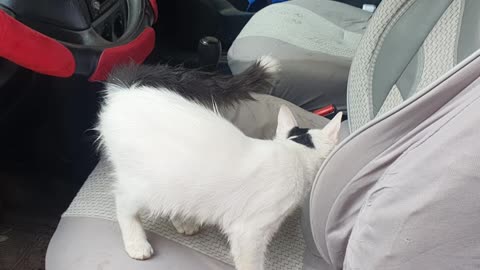 Little funny cat play in a car