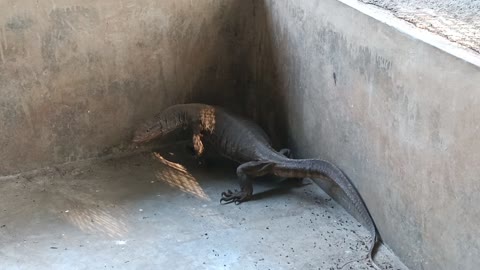 Indian Monitor Lizard is a guest who has just arrived