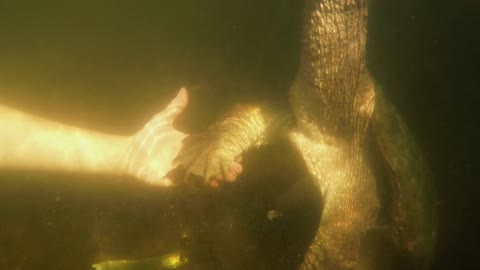 Woman courageously holds hands with gigantic snapping turtle