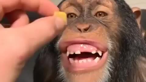 Cute Monkey Funny Video moments