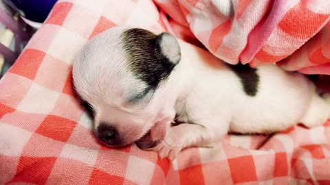 ☆ Baby dog is sleeping 💤 #Shorts ú ụ #dog #pupsofig #cutepuppy #doglife #puppy #pupsworld