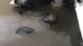 Thirsty Manatee Takes a Drink From a Boat Engine