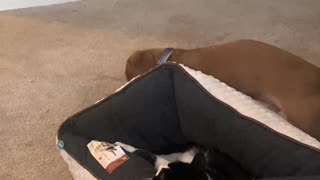 Pup Doesn't Want to Share Bed With Feline Friend