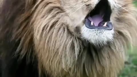 The lion king roar
