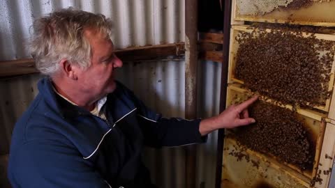 How Bees Make Honey and new Baby Bees