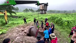 Elephant and calf saved in dramatic rescue in Thailand